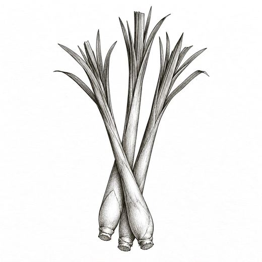 Lemongrass, ink drawing